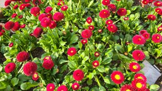 강릉 농사초보자님의 자유주제 · 자유게시판 작성글 사진