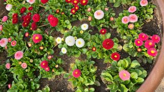 강릉 농사초보자님의 자유주제 · 자유게시판 작성글 사진