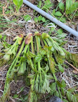 농사꾼 단비님의 자유주제 · 자유게시판 작성글 사진