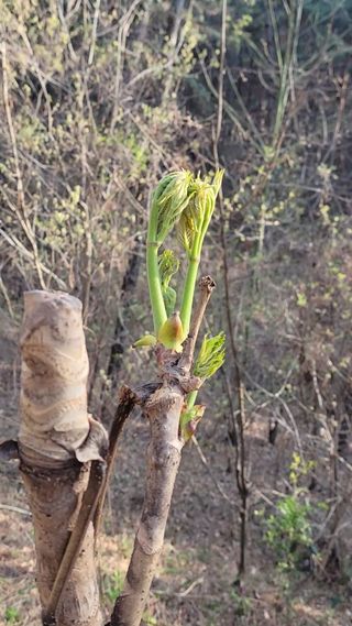 농사꾼 단비님의 자유주제 · 자유게시판 작성글 사진