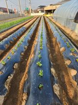 팜모닝 감자·자유게시판 게시글 이미지