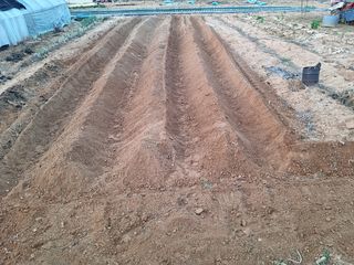 힐링농장님의 고추 · 토양준비 작성글 사진