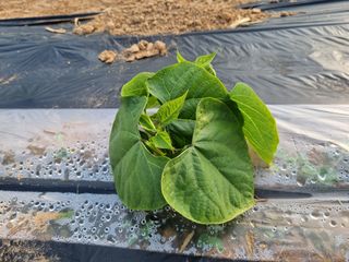 용균님의 콩 · 자유게시판 작성글 사진