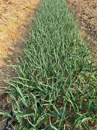 유명숙님의 마늘 · 제초 작성글 사진