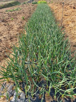 유명숙님의 마늘 · 제초 작성글 사진