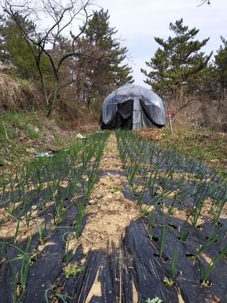 성정관님의 양파 · 자유게시판 작성글 사진