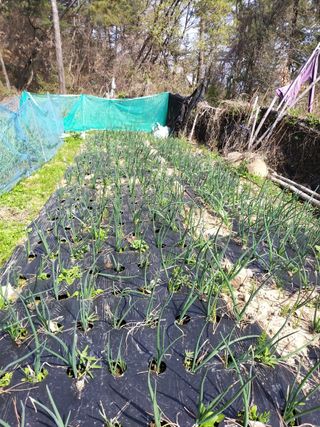 성정관님의 양파 · 자유게시판 작성글 사진