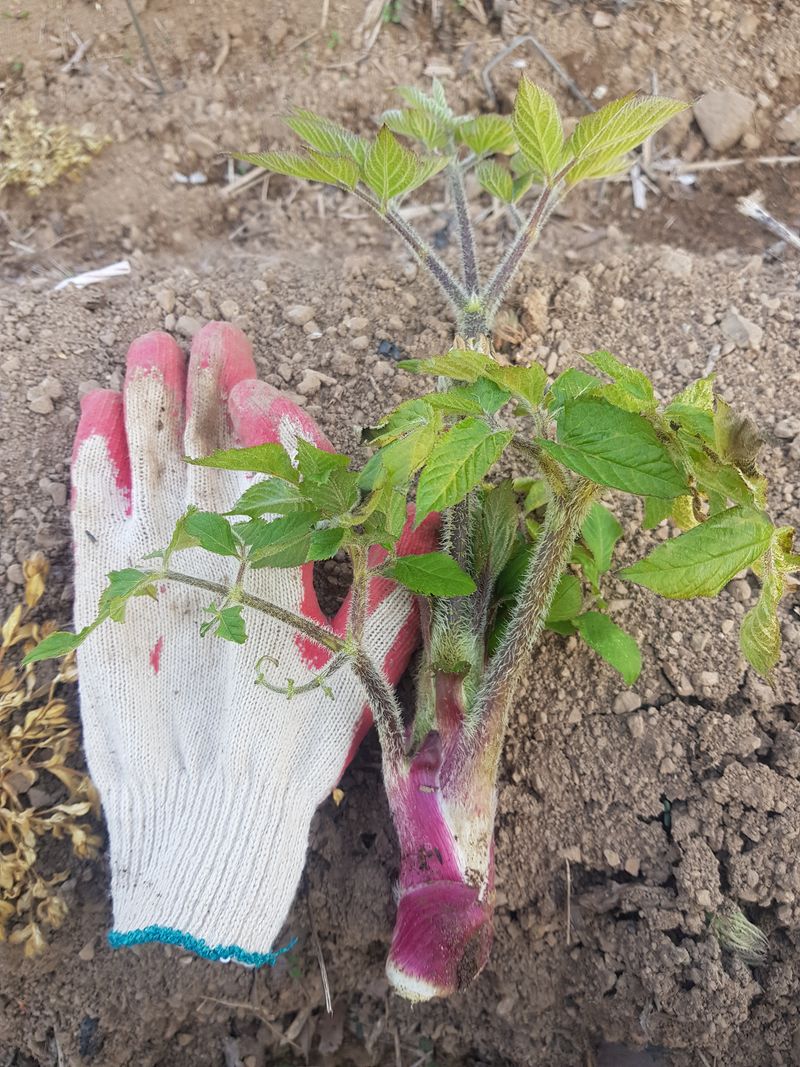 장터 상품 [땅두릅1kg(판매완료)] 썸네일