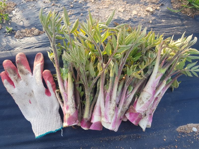 오아성님의 장터 판매 상품 [땅두릅1kg(판매완료)] 첨부 사진