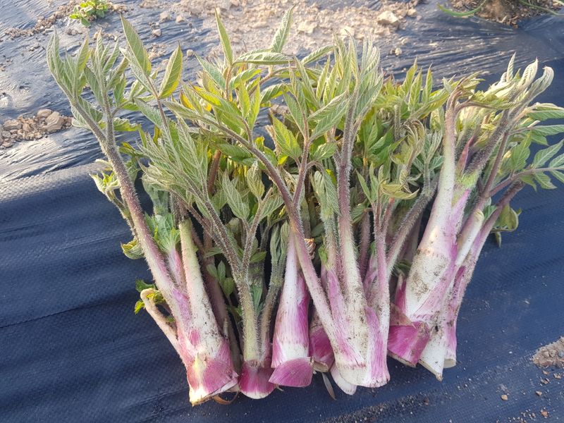 오아성님의 장터 판매 상품 [땅두릅1kg(판매완료)] 첨부 사진