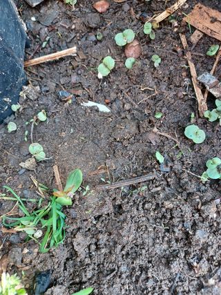 알 수 없음님의 기타작물 · 자유게시판 작성글 사진