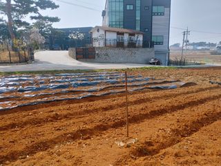 로만아빠님의 감자 · 자유게시판 작성글 사진