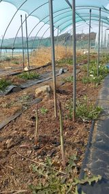 팜모닝 · 게시글 이미지