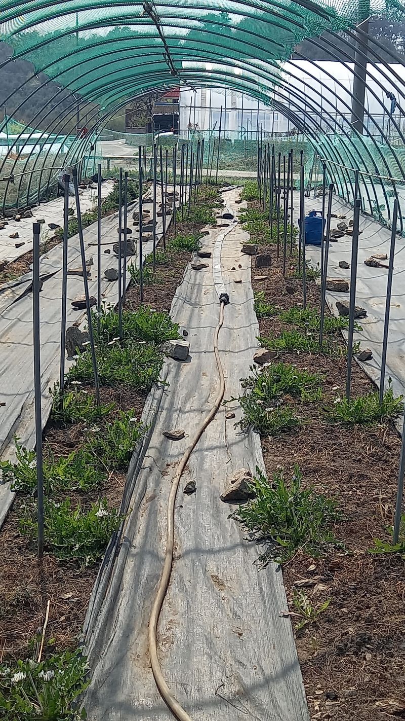 박신영님의 장터 판매 상품 [노지 아스파라거스 5년생 모종 팝니다] 첨부 사진