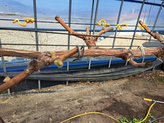 팜모닝회원전상배님의 포도 · 자유게시판 작성글 사진