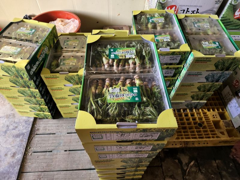 농업회사법인 진향님의 장터 판매 상품 [두릅 판매 첫순 참두릅1Kg 국산

] 첨부 사진