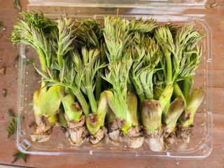 농업회사법인 진향님의 작성글 사진