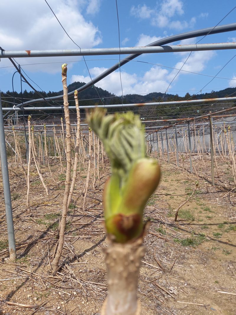 농업회사법인 진향님의 장터 판매 상품 [두릅 판매 첫순 참두릅1Kg 국산

] 첨부 사진