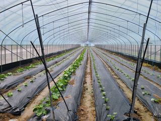 노고단님의 호박 · 자유게시판 작성글 사진