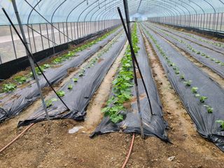 노고단님의 호박 · 자유게시판 작성글 사진