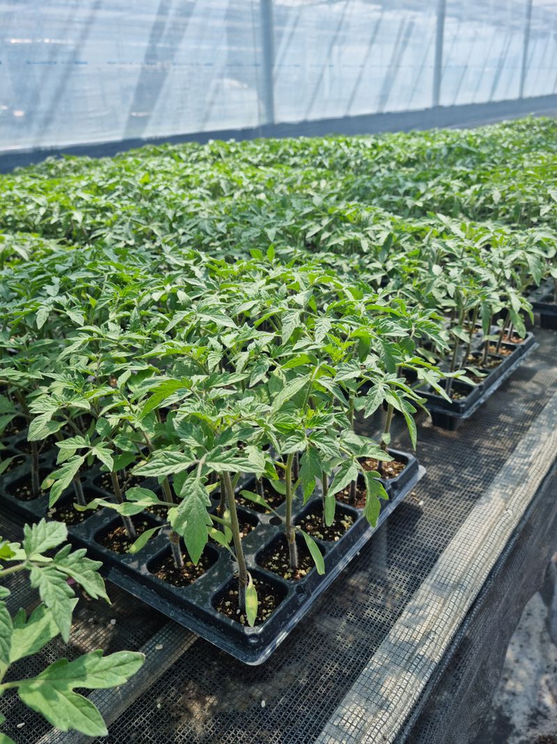 장터 상품 [완숙토마토 접목묘 한판(40개)] 썸네일