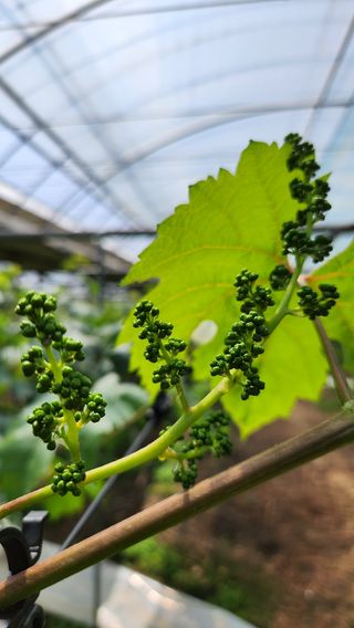 도기백님의 포도 · 자유게시판 작성글 사진