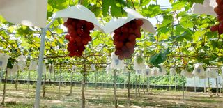 도기백님의 포도 · 자유게시판 작성글 사진