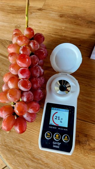 도기백님의 포도 · 자유게시판 작성글 사진