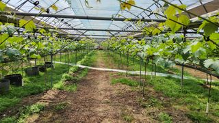 도기백님의 포도 · 자유게시판 작성글 사진