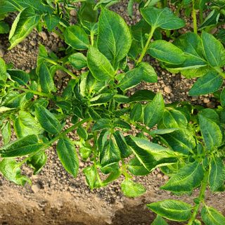 이성제님의 감자 · 병해충상담 작성글 사진