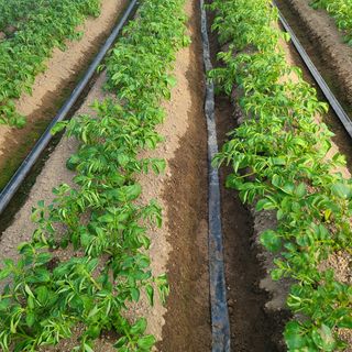 이성제님의 감자 · 병해충상담 작성글 사진