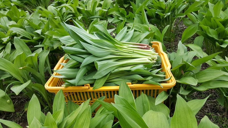 장터 상품 [명이나물(산마늘) 오대산종 홍천명이 1kg] 썸네일
