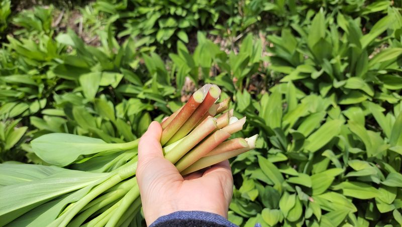 이은정님의 장터 판매 상품 [명이나물(산마늘) 오대산종 홍천명이 1kg] 첨부 사진