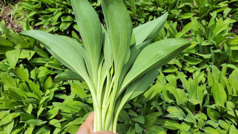 이은정님의 장터 판매 상품 [명이나물(산마늘) 오대산종 홍천명이 1kg] 첨부 사진