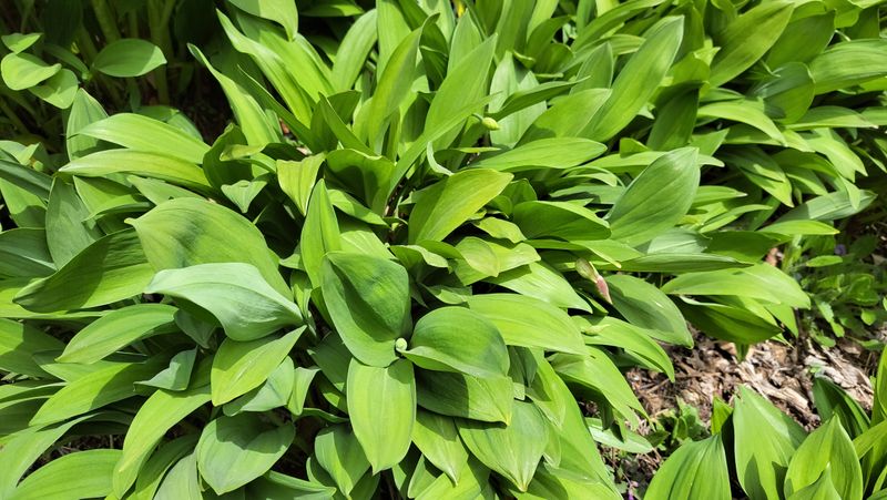 이은정님의 장터 판매 상품 [명이나물(산마늘) 오대산종 홍천명이 1kg] 첨부 사진