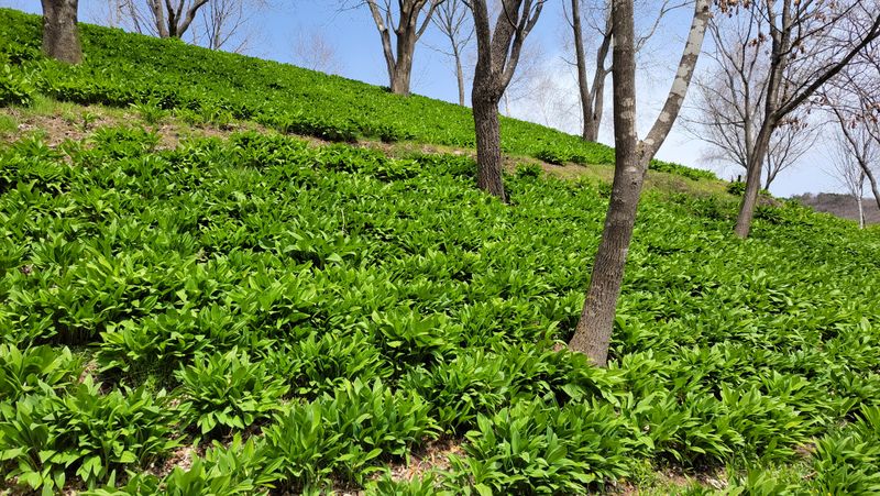 이은정님의 장터 판매 상품 [명이나물(산마늘) 오대산종 홍천명이 1kg] 첨부 사진