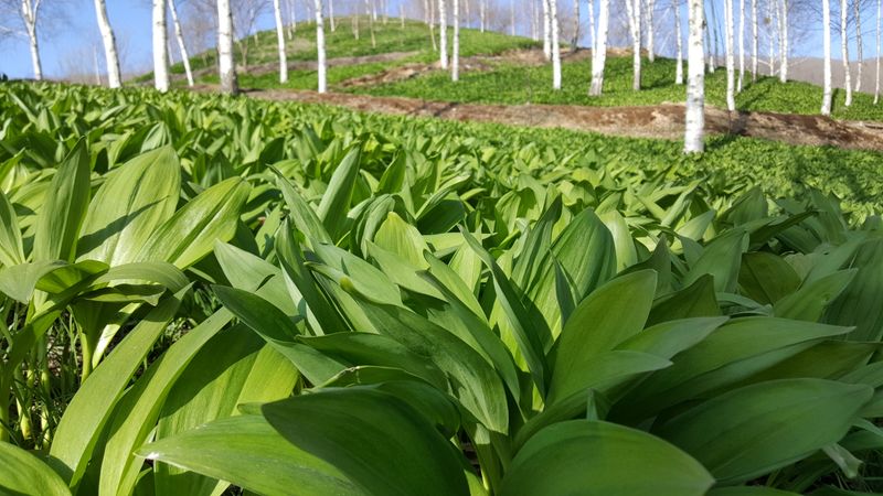 이은정님의 장터 판매 상품 [명이나물(산마늘) 오대산종 홍천명이 1kg] 첨부 사진