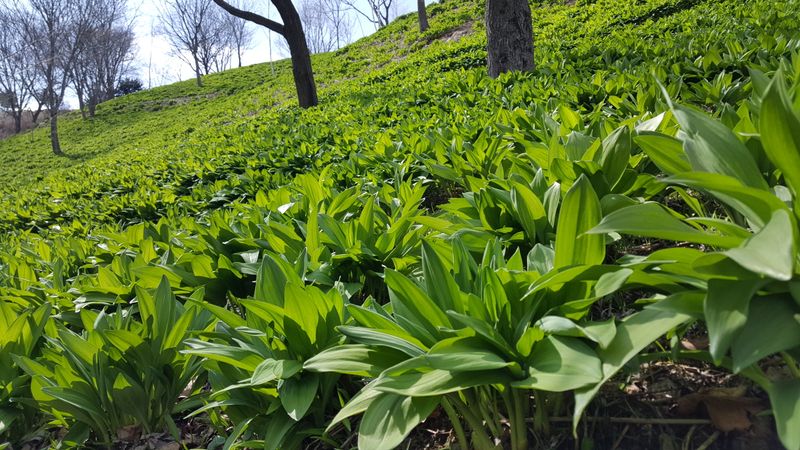 이은정님의 장터 판매 상품 [명이나물(산마늘) 오대산종 홍천명이 1kg] 첨부 사진