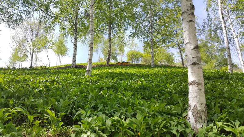 이은정님의 장터 판매 상품 [명이나물(산마늘) 오대산종 홍천명이 1kg] 첨부 사진