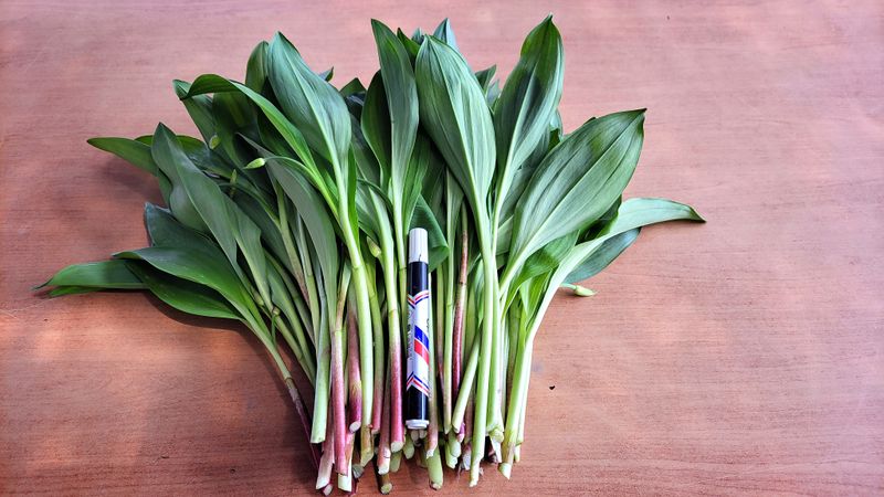 이은정님의 장터 판매 상품 [명이나물(산마늘) 오대산종 홍천명이 1kg] 첨부 사진