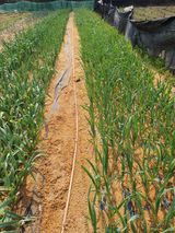 팜모닝 마늘·일상 게시글 이미지