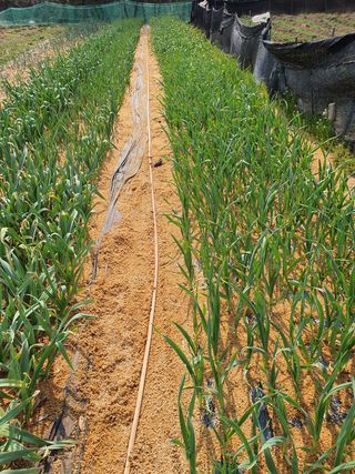 박병규님의 마늘 · 일상 작성글 사진