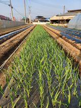 팜모닝 마늘·일상 게시글 이미지