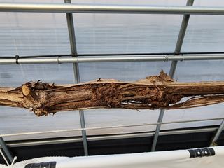 푸아그라님의 포도 · 병해충상담 작성글 사진