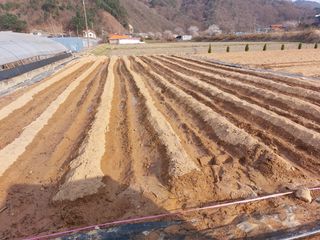 용기님의 감자 · 자유게시판 작성글 사진