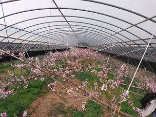 허부홍님의 복숭아 · 자유게시판 작성글 사진