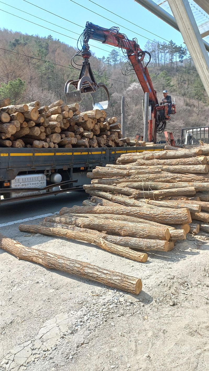 장터 상품 [표고나무만원] 썸네일