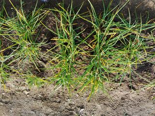 농사시작하는초보님의 고추 · 병해충상담 작성글 사진