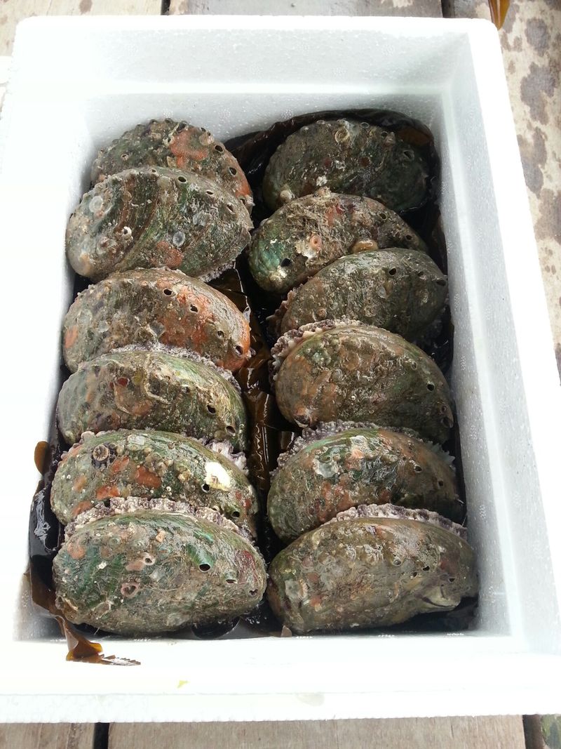 장터 상품 [여수참전복 1kg부터] 썸네일