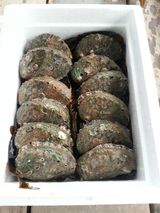 팜모닝 · 게시글 이미지